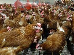 Ticou, conception de KAKEMONO